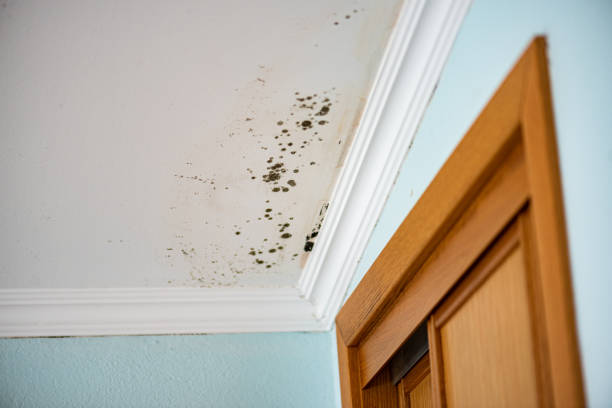 Best Attic Mold Remediation in Burlington, WA