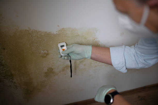 Best Mold Remediation for Specific Building Types in Burlington, WA