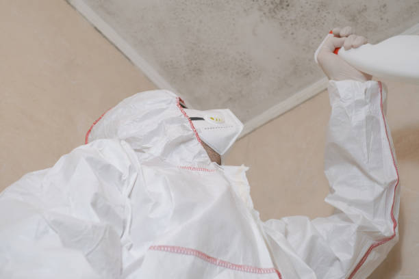 Best DIY Mold Remediation Support Services in Burlington, WA