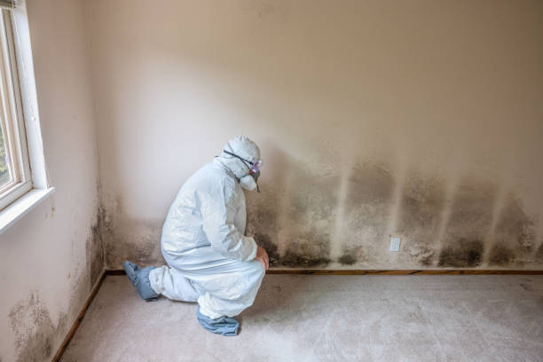 Best Post-Flood Mold Remediation in Burlington, WA