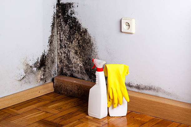 Best Basement Mold Remediation in Burlington, WA