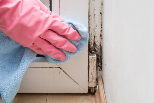 Best Commercial Mold Remediation in Burlington, WA