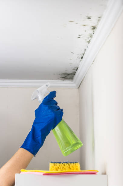 Reliable Burlington, WA Mold Remediation Solutions